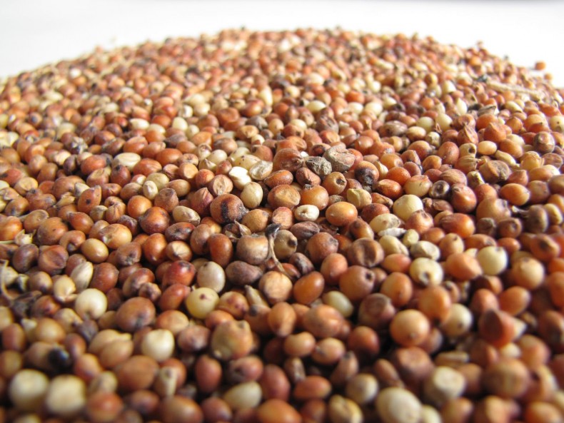 sorghum_grain_01_0