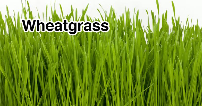 organic wheat grass