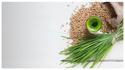 Everything You Need to Know About the Benefits and Uses of Wheatgrass