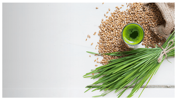 Everything-You-Need-to-Know-About-the-Benefits-and-Uses-of-Wheatgrass