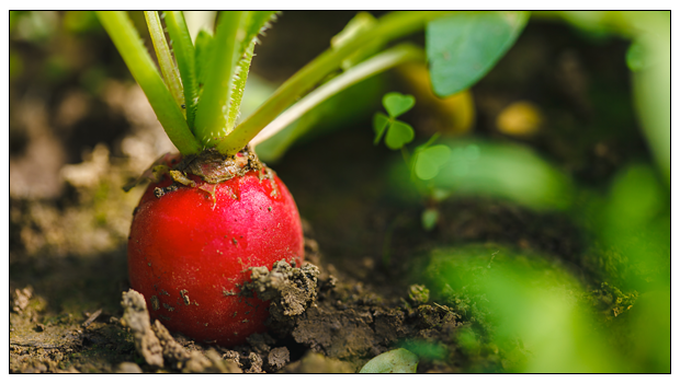 How Organic Farming is Contributing to the Environment