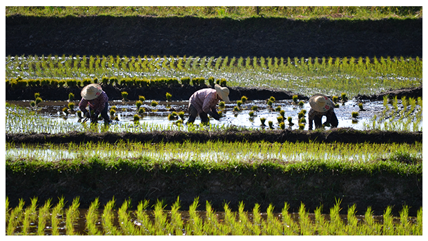 HOW-ARE-THE-FARMERS-CERTIFIED-ORGANIC?-HOW-IS-ORGANIC-FARMING-BENEFITING-FARMERS?