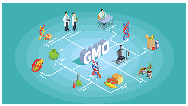 HOW-IS-GMO-HARMFUL-FOR-YOUR-HEALTH?