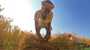 farmer-practicing-organic-farming