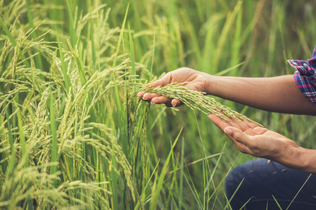 Why is Brown Rice considered to be Healthy?