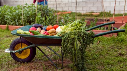 Making Your Summer Vegetable Garden