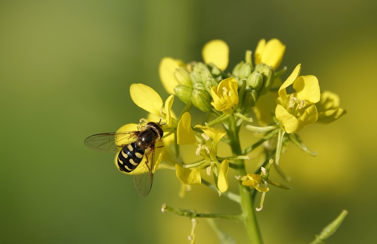 Want-to-Lose-Weight?-Know-About-the-Benefits-of-Mustard-Oil-for-Weight-Loss