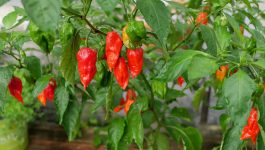 Varieties and Types of Red Chillies Graded by Rating on the Scoville Scale