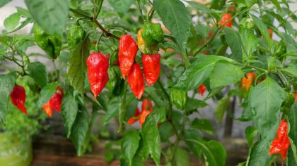 Varieties and Types of Red Chillies Graded by Rating on the Scoville Scale