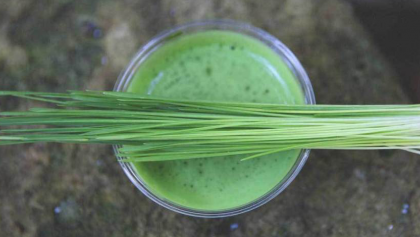 8 Essential Nutrition Benefits of Wheatgrass