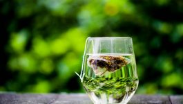 Everything You Need To Know About Green Tea For Your Weight Loss Journey