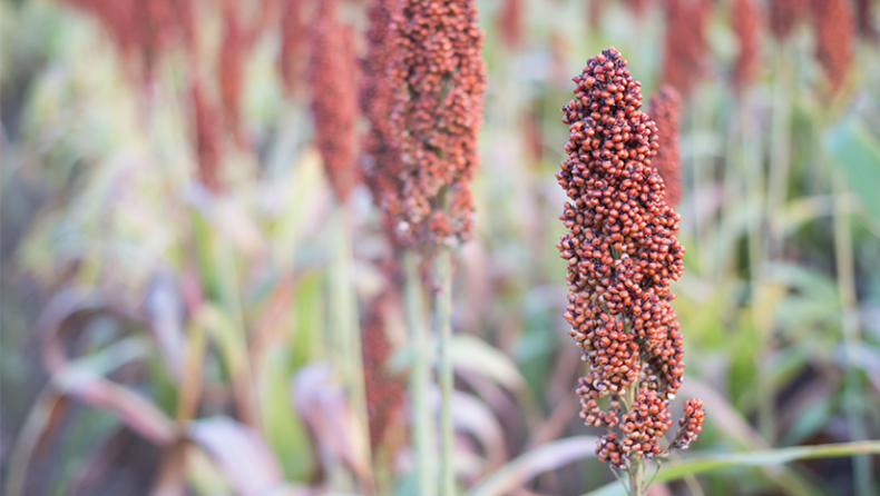 Did You Know About These Different Types of Millets?