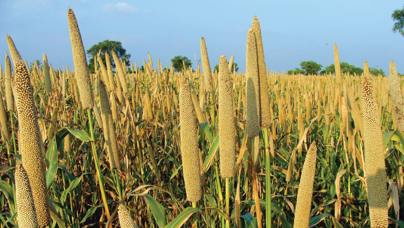 Best Millet For Weight Loss 24 Mantra Organic