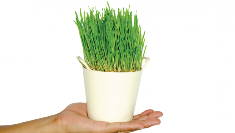 Your ultimate guide to growing wheatgrass at home