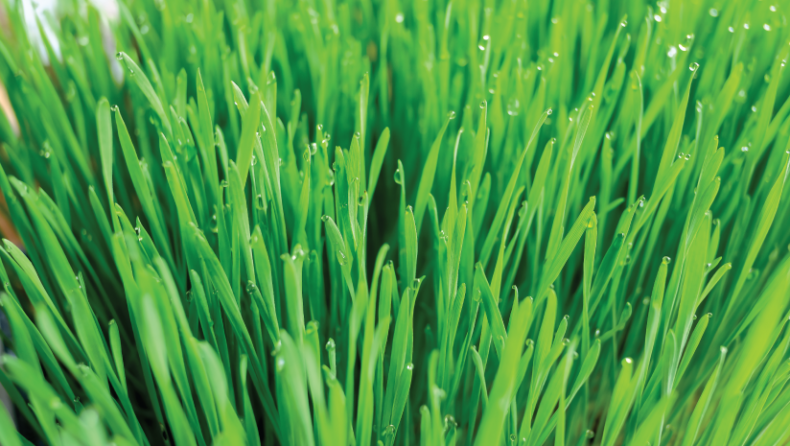 Can You Have Wheatgrass for Diabetes Management?