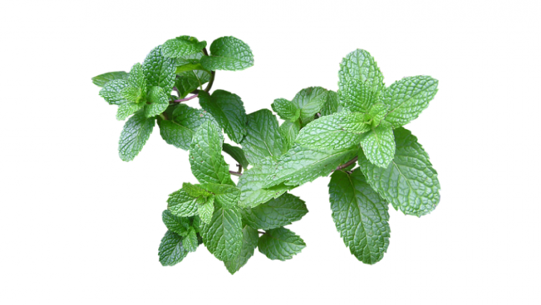 Cool Foods to Cool You Down and Reduce Body Heat