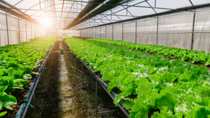 Types of Organic Farming: Methodologies, Objectives, and Advantages