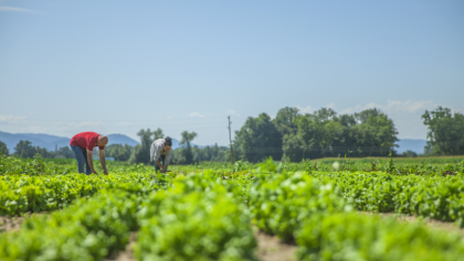 Four Guiding Principles of Organic Farming