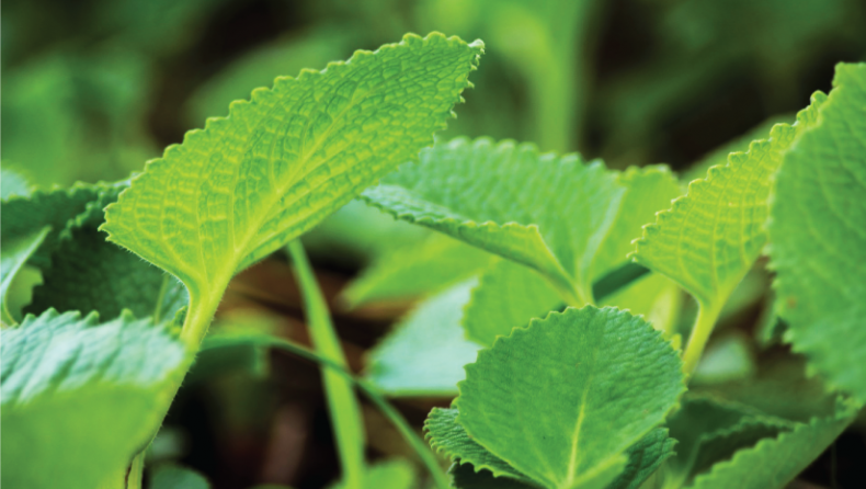 Everything you need know about ajwain leaves