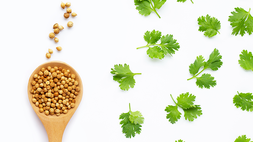 Coriander-Seeds-Nutrition-Facts-and-Health-Benefits