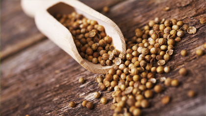 Can Coriander Seeds Help Weight Loss?