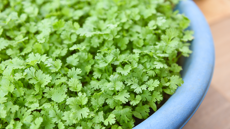 Easy Ways to Grow Coriander at Home