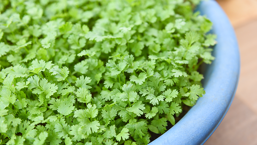 Easy-Ways-to-Grow-Coriander-at-Home