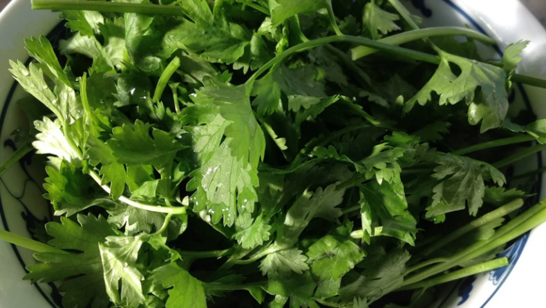 Health Benefits Of Coriander Water For Thyroid