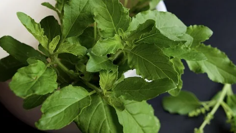 Medicinal-Uses-Of-Tulsi