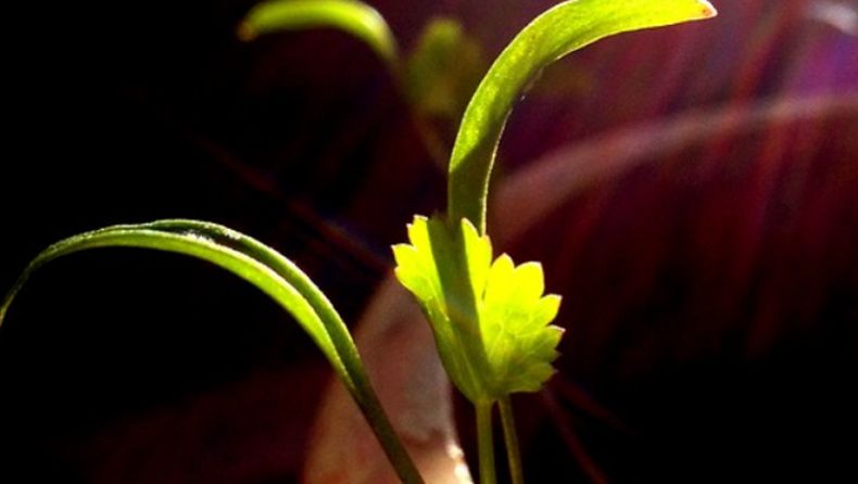 5 Health Benefits Of Coriander Water