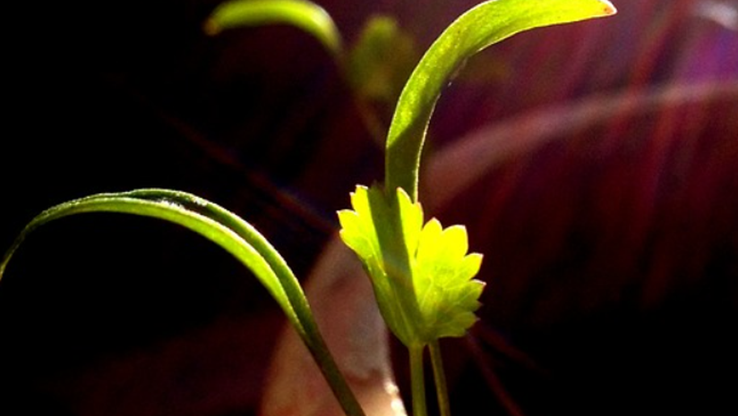 5-Health-Benefits-Of-Coriander-Water