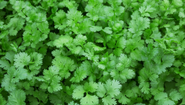 Coriander Leaves Benefits That Everyone Should Be Talking About