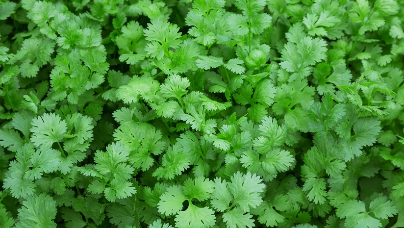 coriander leaves benefits