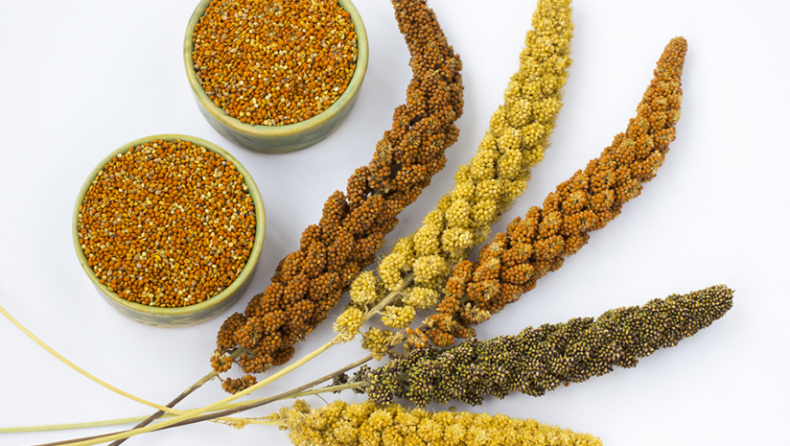 Millet vs Rice – Are Millets Better Than Rice?